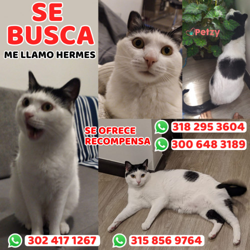 Foto de mascota Hermes