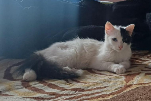 Milú