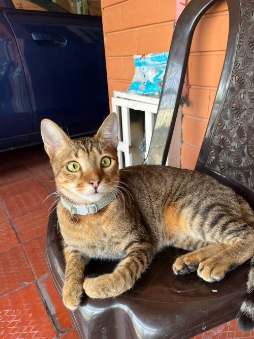 Milo
