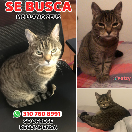 Foto de mascota Zeus