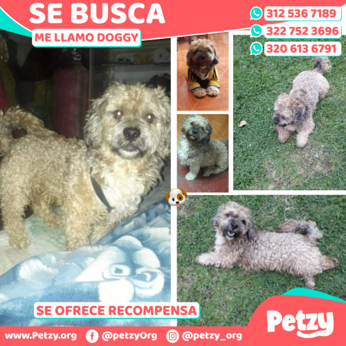 Banner de Doggy