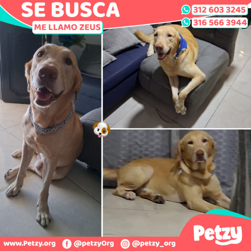 Foto de mascota Zeus