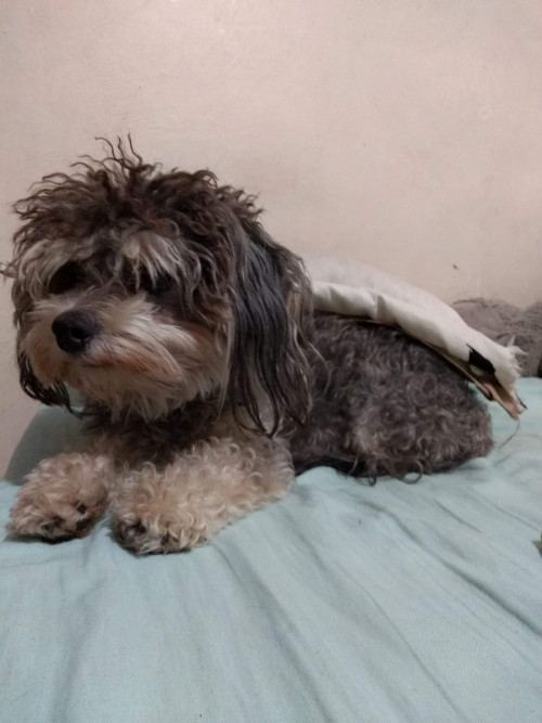 Copito
