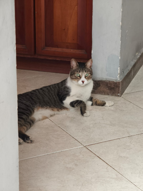 Tornillo
