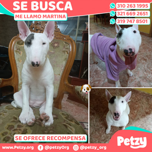 Foto de mascota Martina