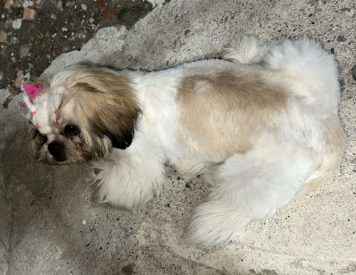 Cloe