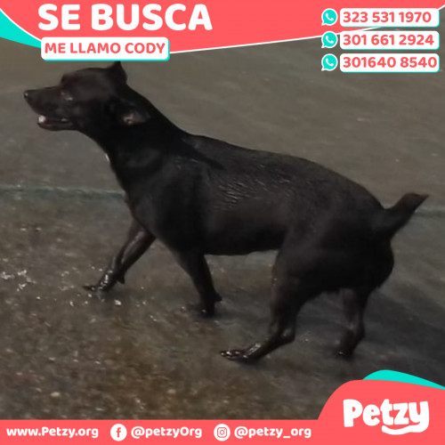 Foto de mascota Cody