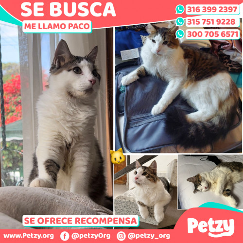 Foto de mascota Paco