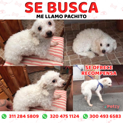 Foto de mascota Pachito