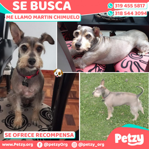 Foto de mascota Martin Chimuelo