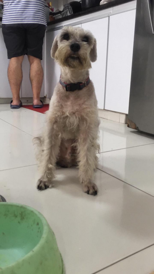 Toby