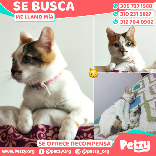 Foto de mascota Mía