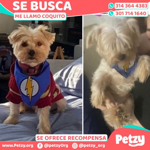 Foto de mascota Coquito