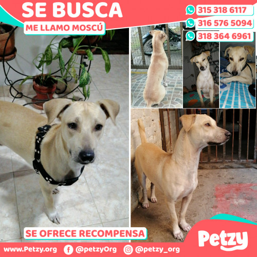 Foto de mascota Moscú