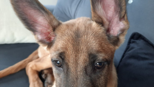 Ares