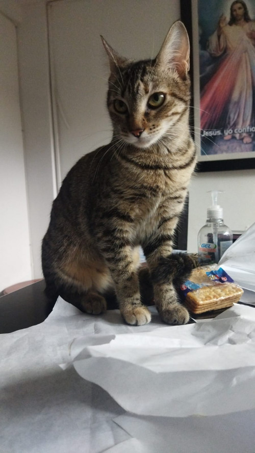 Kitty