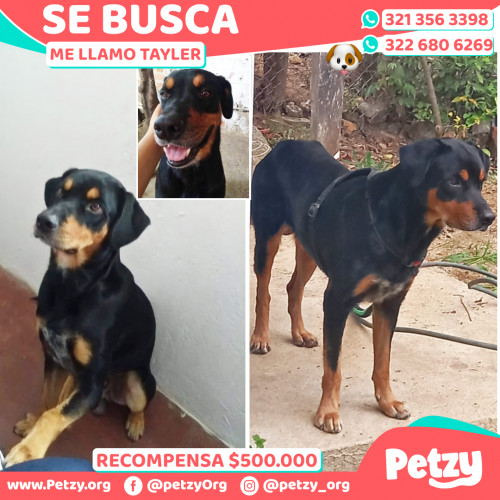 Foto de mascota Tayler