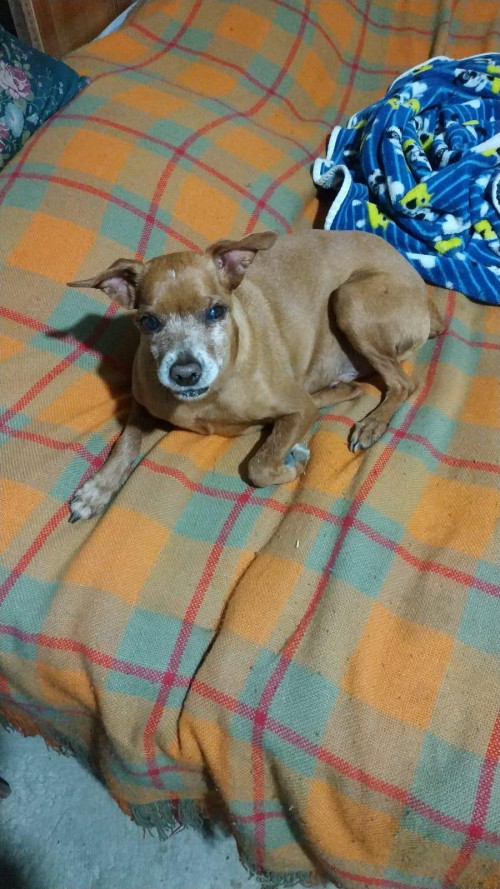 Tomas