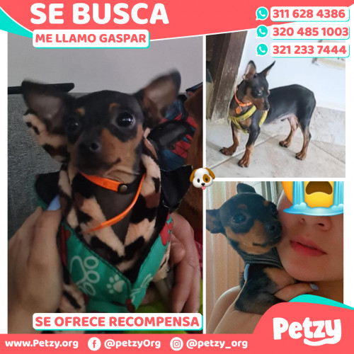 Foto de mascota Gaspar