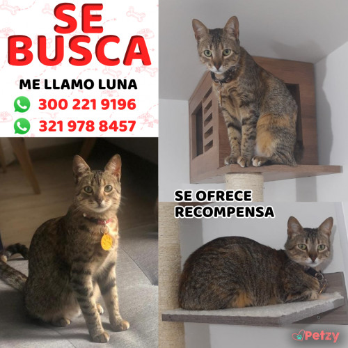 Foto de mascota Luna 