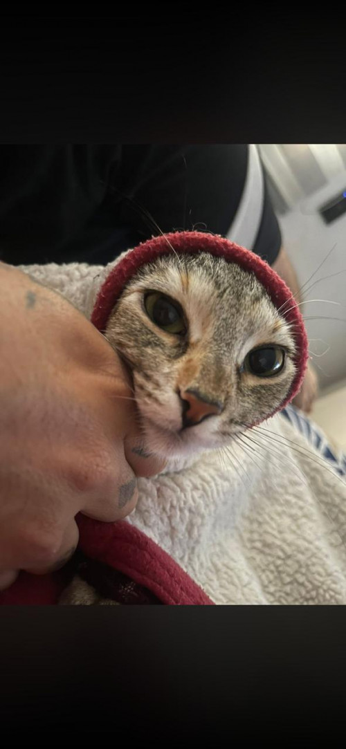 Nala