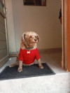 Foto de Chocolatina en Sogamoso Boyacá #5