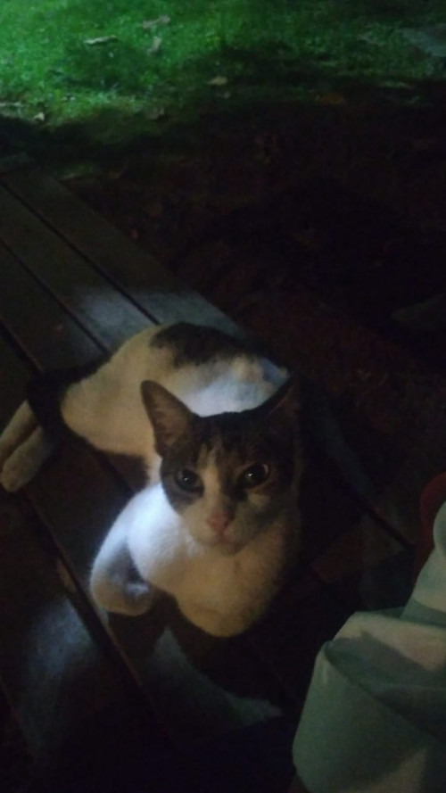 Michu