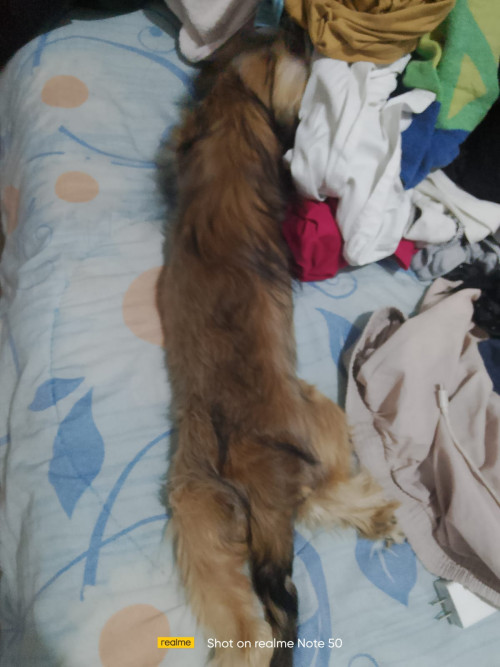 Kosmo