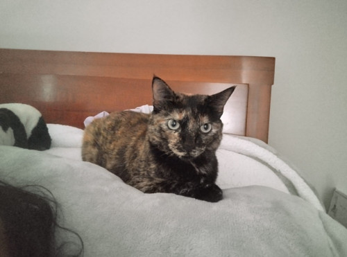 Canela