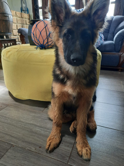 Rambo