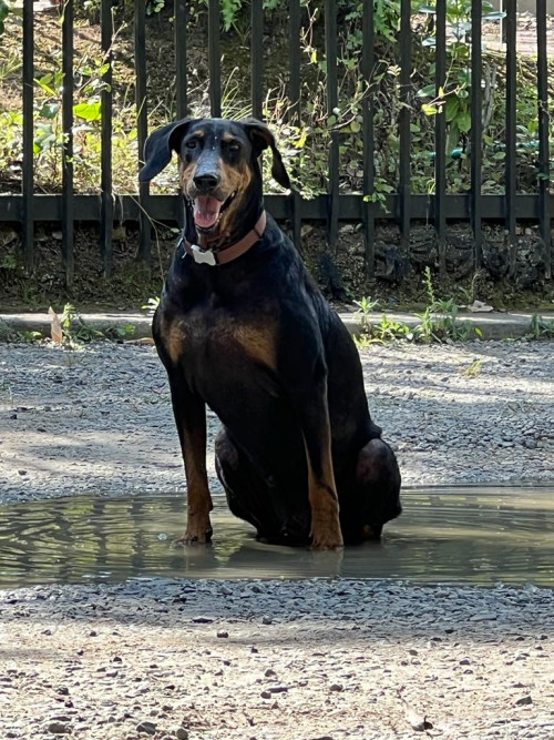 Ringo