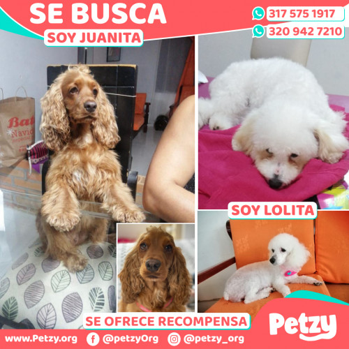 Foto de mascota Juanita Y Lolita 