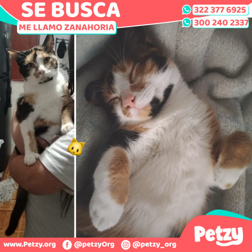 Foto de mascota Zanahoria