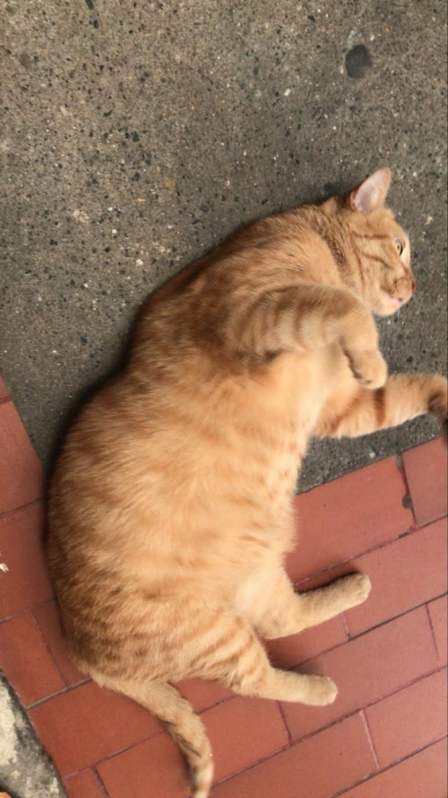Simón