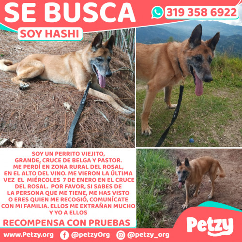 Foto de mascota Hashi