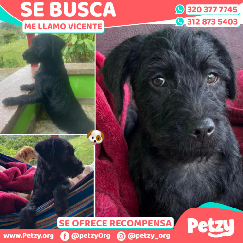 Foto de mascota Vicente