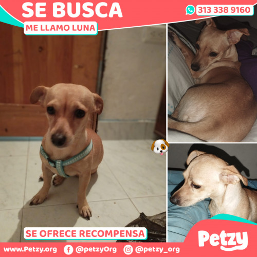 Foto de mascota Luna