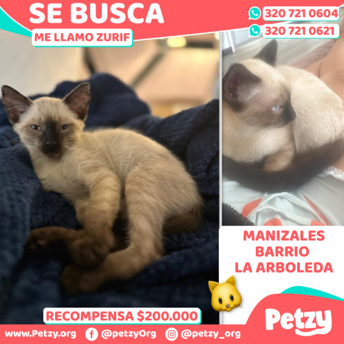 Foto de mascota Zurif