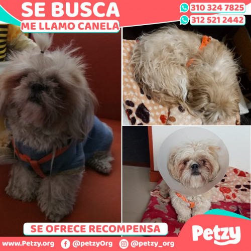 Foto de mascota Canela