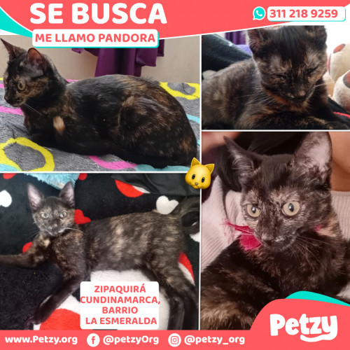 Foto de mascota Pandora