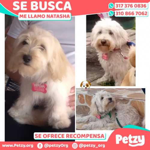 Foto de mascota Natasha