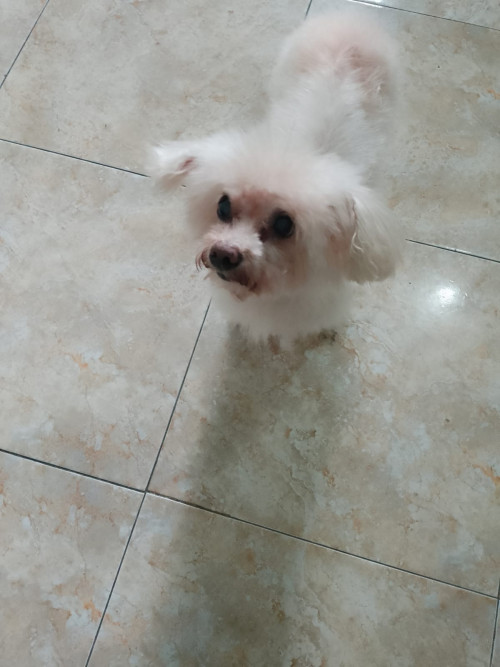 Peluche