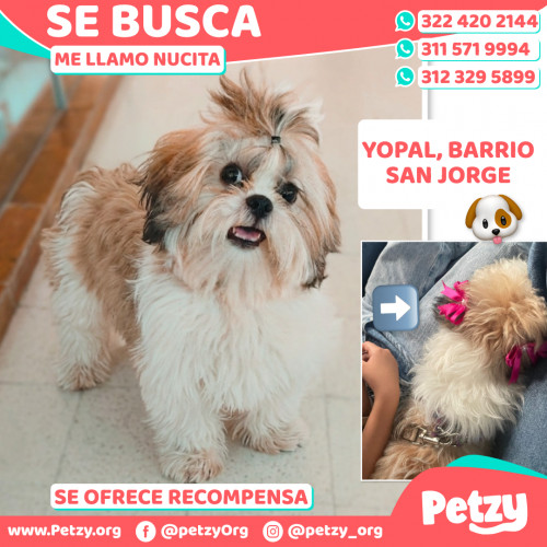 Foto de mascota Nucita