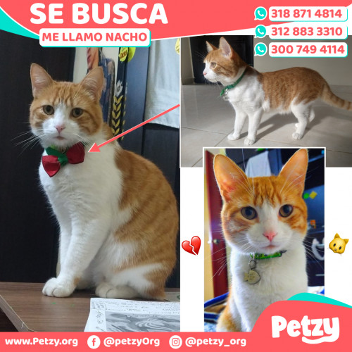 Foto de mascota Nacho