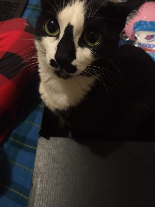 Michi