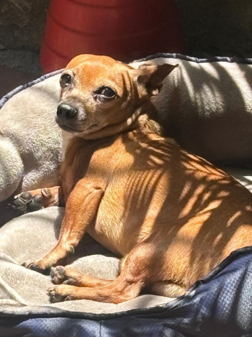 Toby