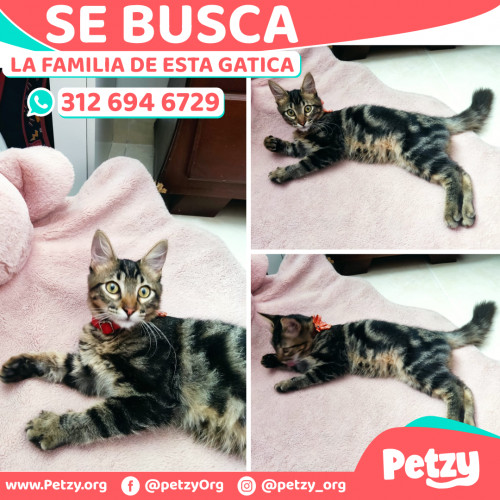 Foto de mascota La Familia De Esta Gatica