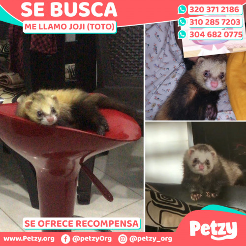 Foto de mascota Joji