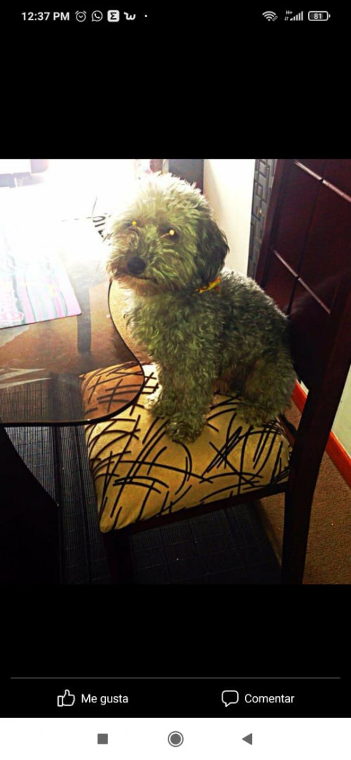 Coco