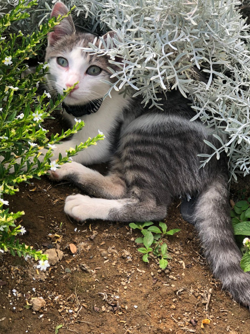 Max